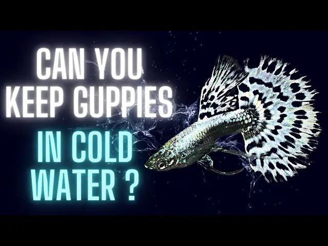 What Happens When Guppies Live in Very Cold Water? fish for cold water