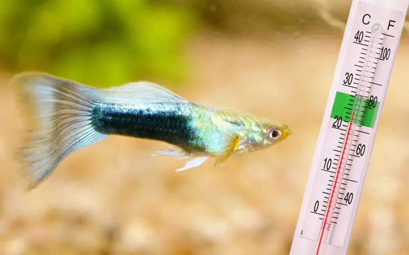 How do you Test Water Temperatures for a Guppy Tank?